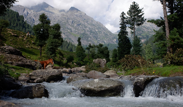 7 Days Kashmir Tulip Festival Package